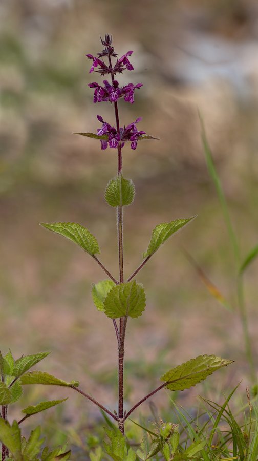 Bosandoorn / Stinknetel / Bosnetel (Stachys sylvatica)