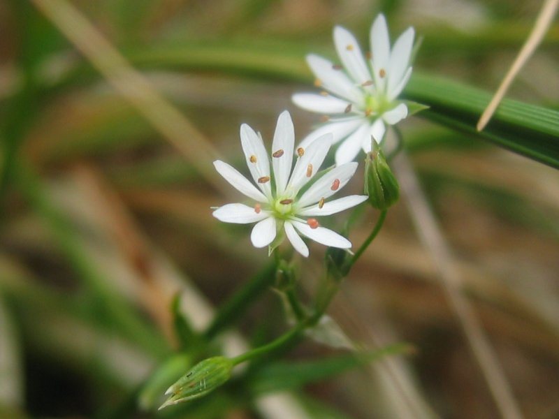 Grasmuur (Stellaria graminea)