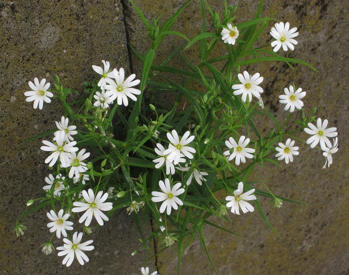 Grote muur (Stellaria holostea)