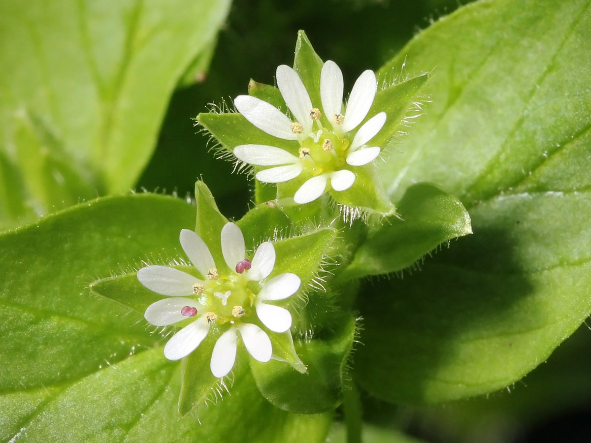 Vogelmuur (Stellaria media)