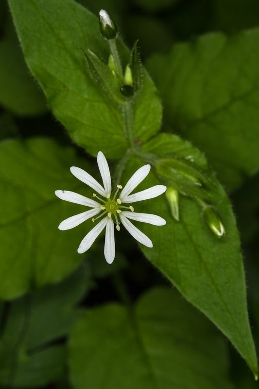Bosmuur (Stellaria nemorum)