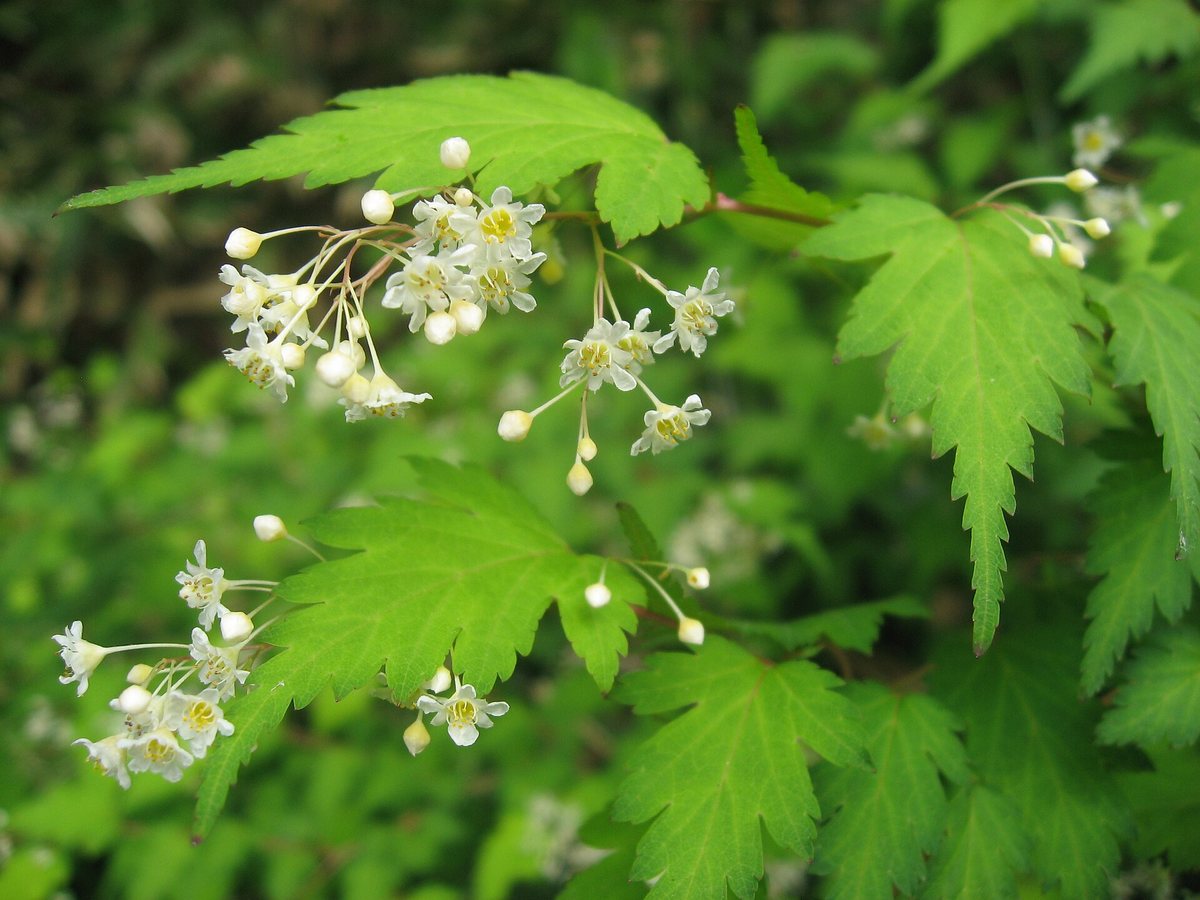 Kransspirea (Stephanandra incisa)