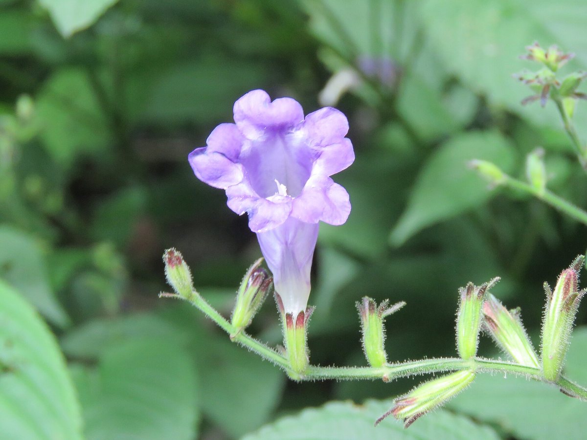 Acanthus (Strobilanthes atropurpurea)