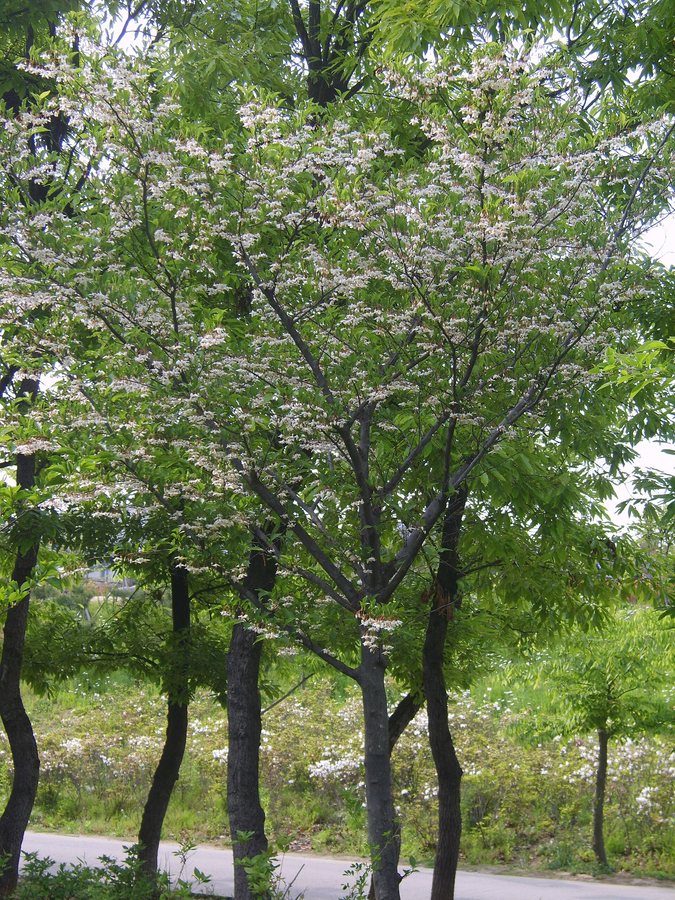 - (Styrax japonicus)