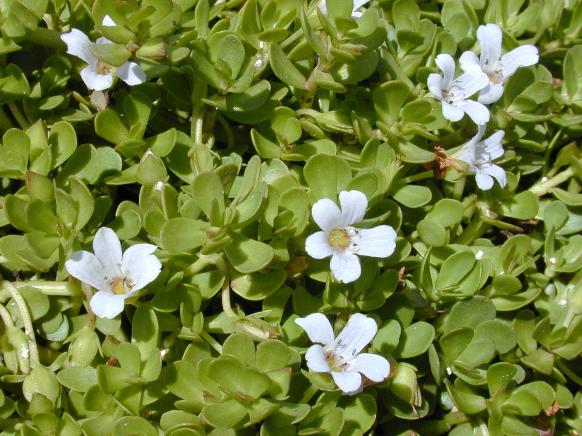 Bacopa (Sutera coradata)