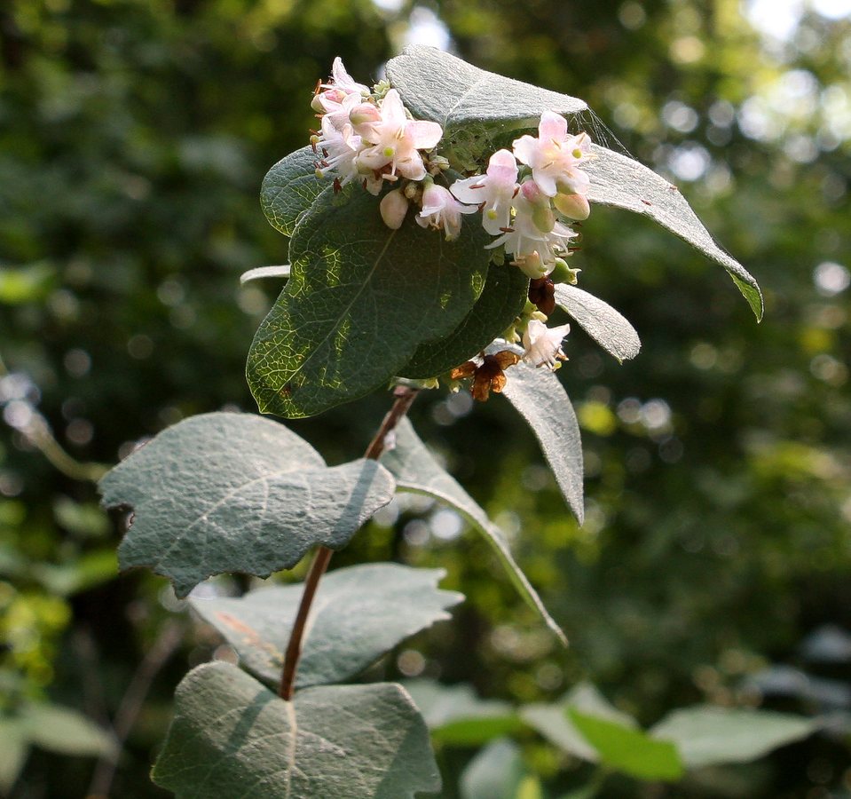 Sneeuwbes (Symphoricarpos occidentalis)