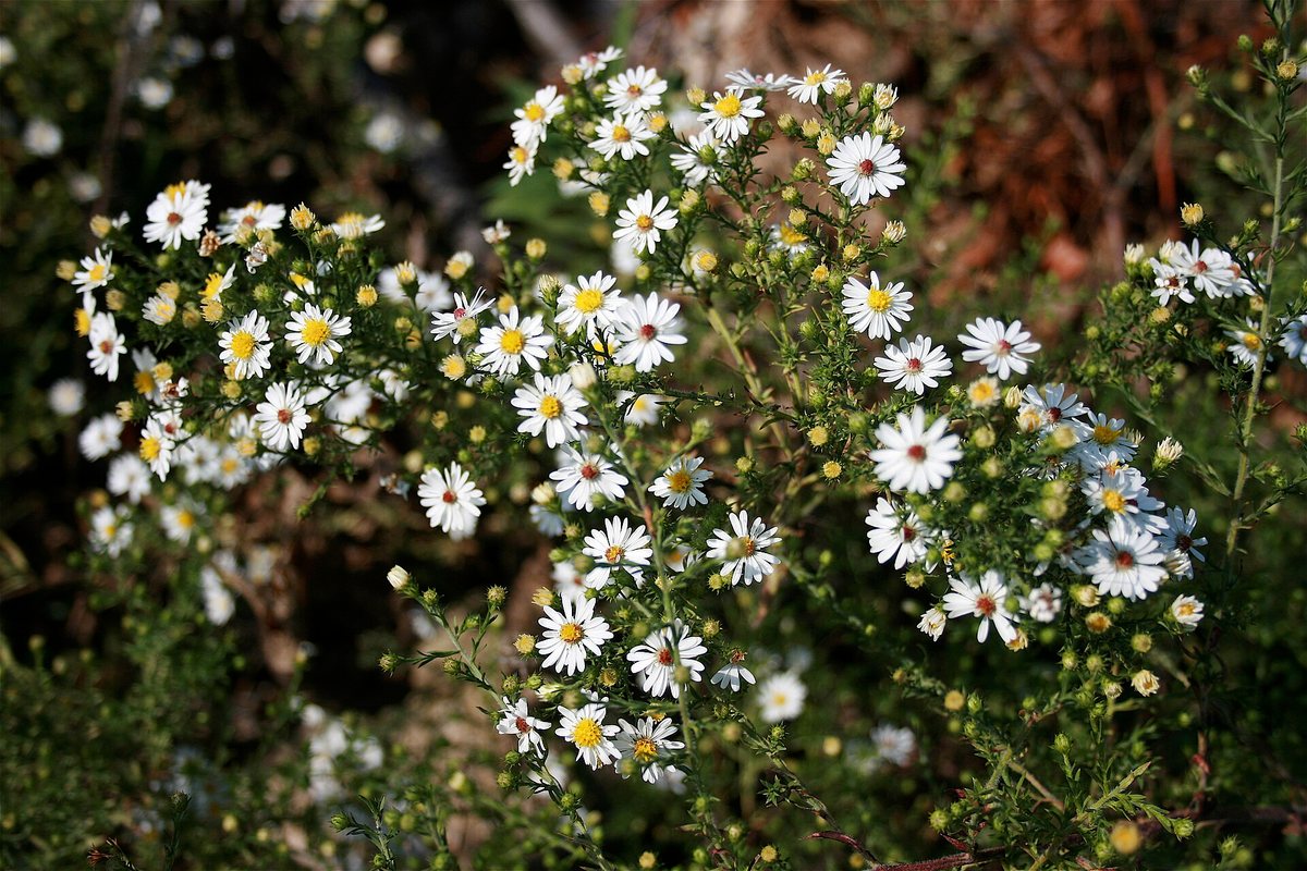 Sluieraster (Symphyotrichum ericoides (Aster ericoides))