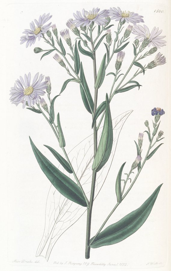 Gladde aster (Symphyotrichum laeve (Aster laevis))