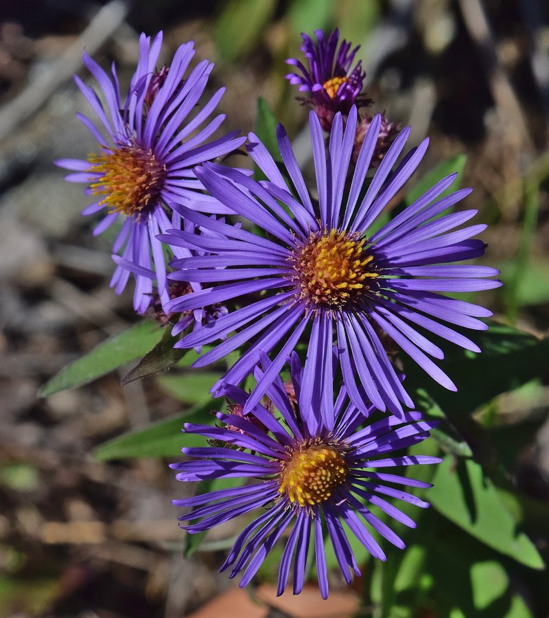 Nieuw Engelse aster (Symphyotrichum novae-angliae (Aster nove-angliae))