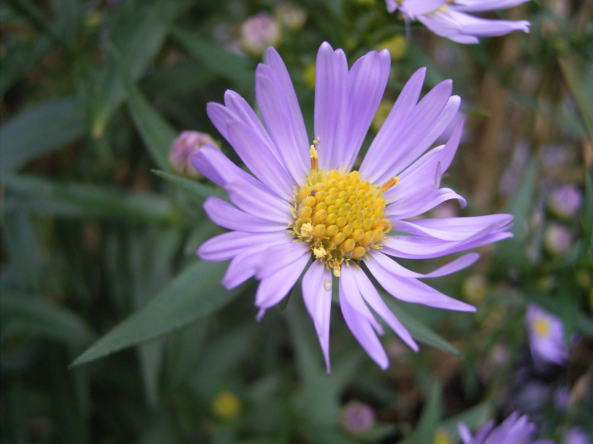Nieuw-Nederlandse aster (Symphyotrichum novi-belgii (Aster novi-belgii))