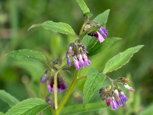 Gewone smeerwortel (Symphytum officinale)