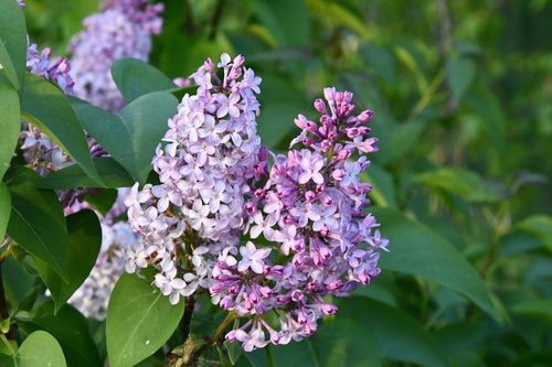 Sering (Syringa vulgaris)