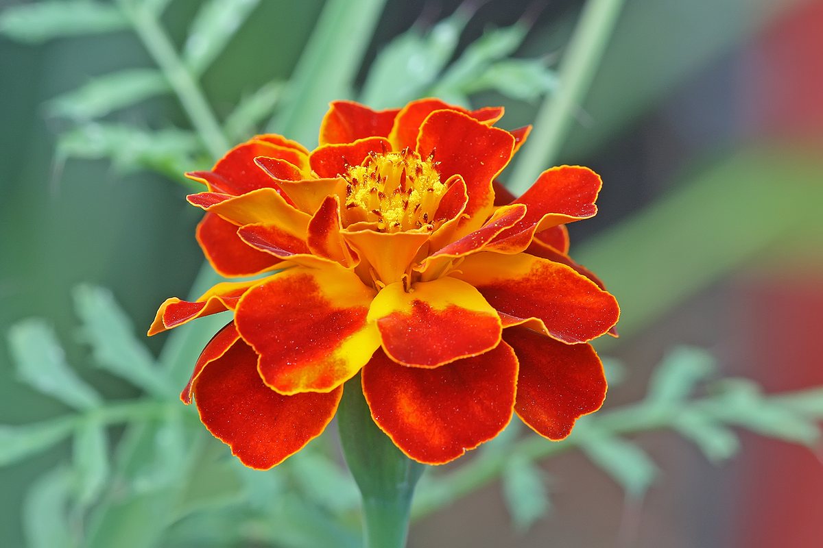 Afrikaantje (Tagetes patula)