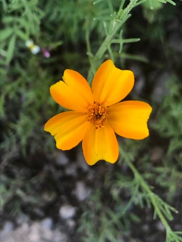 Sterafrikaantje (Tagetes tenuifolia)