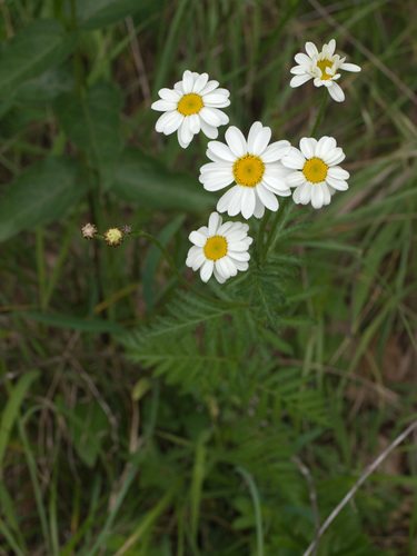 Tuilmargriet (Tanacetum corymbosum)