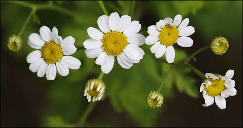 Moederkruid (Tanacetum parthenium)