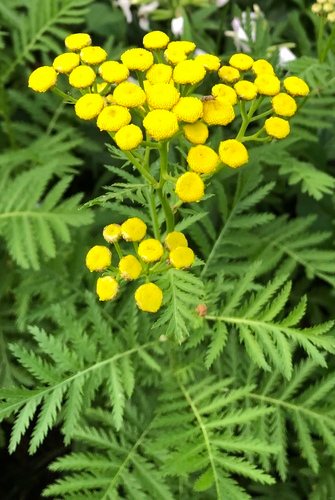 Boerenwormkruid / Reinvaren / Wormkruid / Wormzaad (Tanacetum vulgare)
