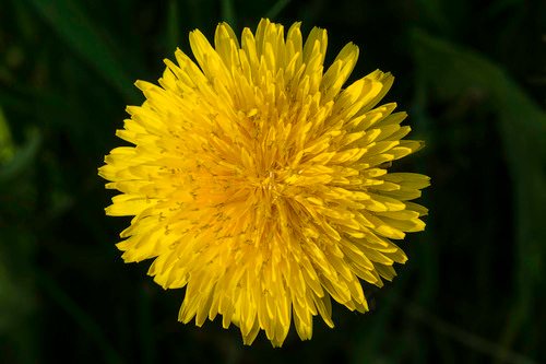 Gewone paardenbloem (Taraxacum officinale)