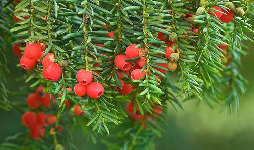 Taxus (Taxus baccata)