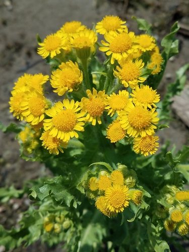 Moerasandijvie (Tephroseris palustris)