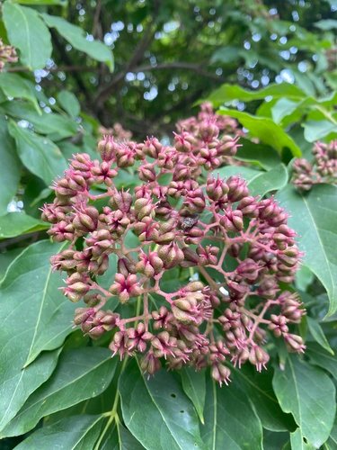 Stink es / Bijenboom (Tetradium daniellii)