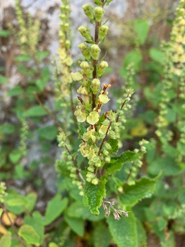 Valse salie (Teucrium scorodonia)