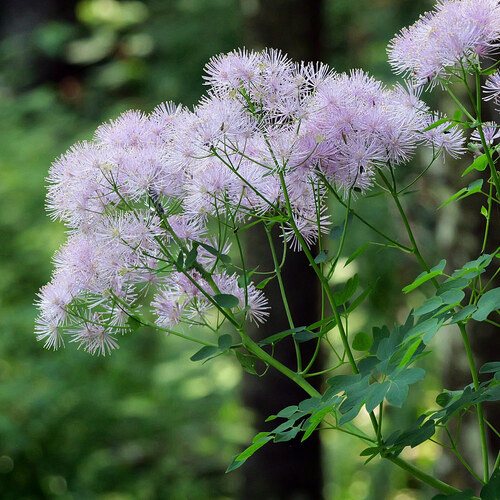 Akeleiruit (Thalictrum aquilegifolium)