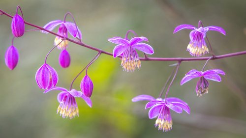 Ruit / Chinese ruit (Thalictrum delavayi)