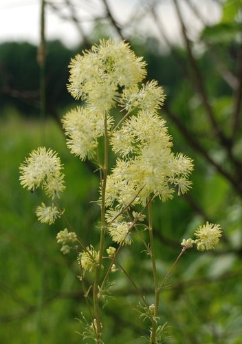 - (Thalictrum lucidum)