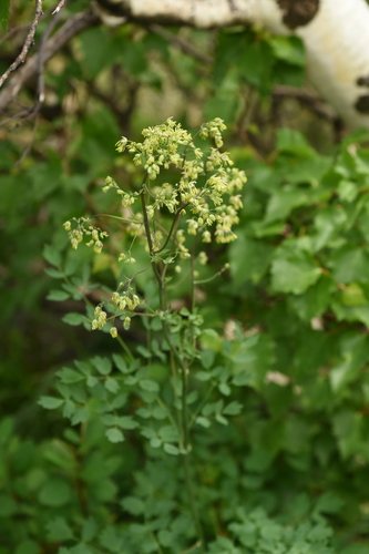 Kleine ruit (Thalictrum minus)