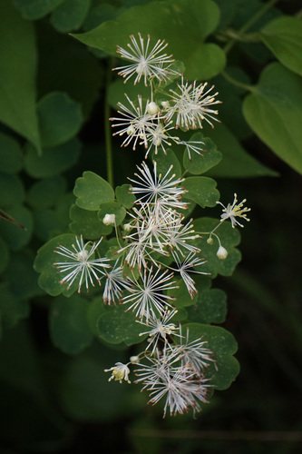 - (Thalictrum polygamum)