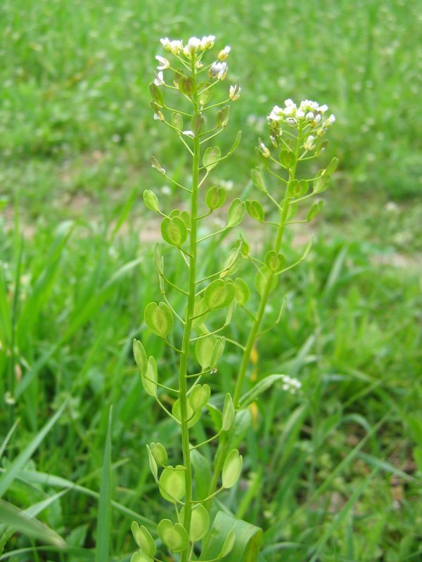 Witte krodde (Thlaspi arvense)