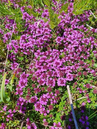 Kruiptijm (Thymus praecox)