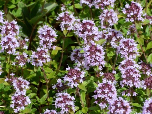 Grote tijm (Thymus pulegioides)