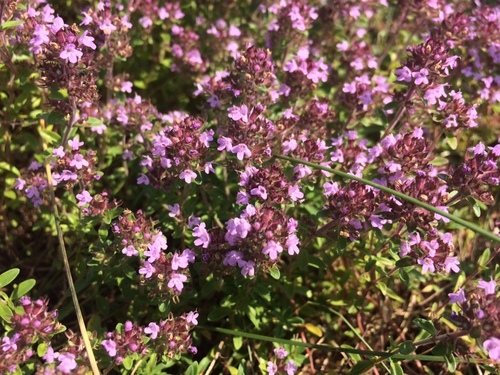 Wilde tijm (Thymus serpyllum)