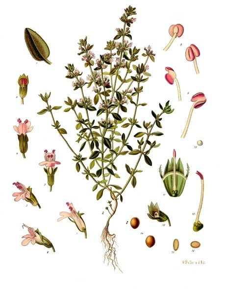 Echte tijm (Thymus vulgare)