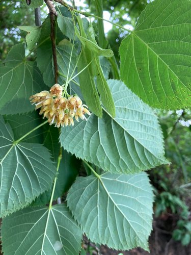 Amerikaanse linde (Tilia americana)