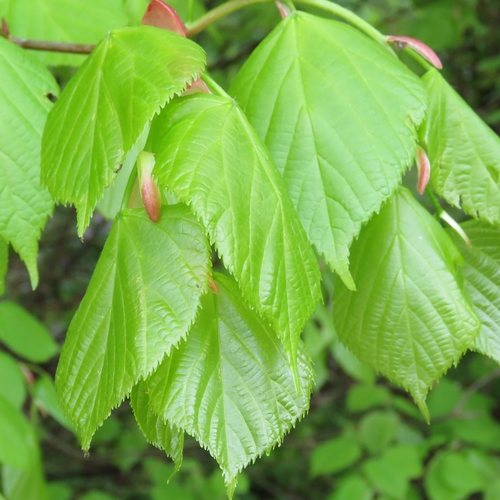 Zomerlinde (Tilia platyphyllos)
