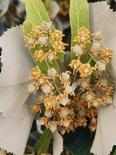 Zilverlinde (Tilia tomentosa)