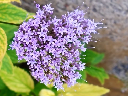 Halskruid (Trachelium caeruleum)