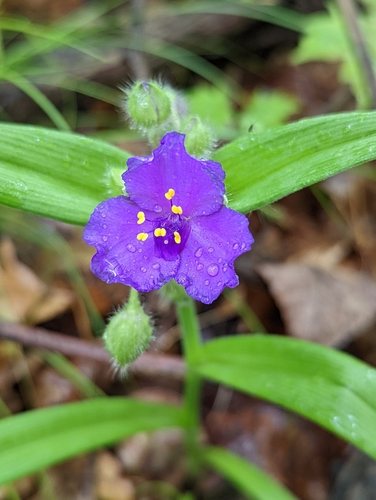 Eendagsbloem / Vaderplant / mozes-in-de-biezen (Tradescantia virginiana)