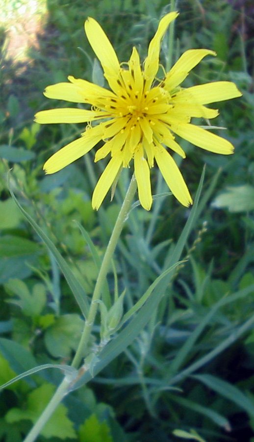 Gele morgenster (Tragopogon pratensis s. pratensis)