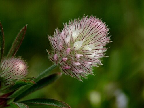Hazenpootje (Trifolium arvense)