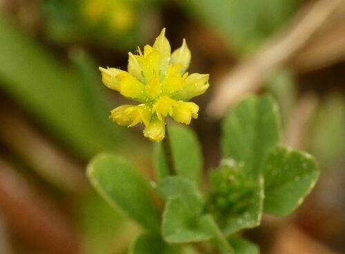 Kleine klaver (Trifolium dubium)