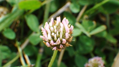 Aardbeiklaver (Trifolium fragiferum)