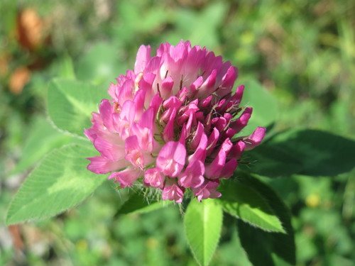 Rode klaver (Trifolium pratense)