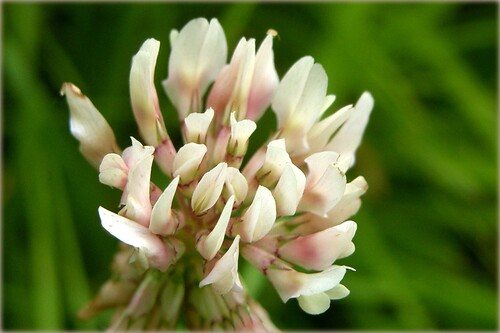 Witte klaver (Trifolium repens)