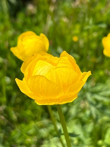 Kogelbloem (Trollius europaeus)