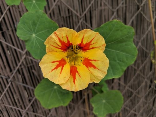 Oostindische kers (Tropaeolum majus)