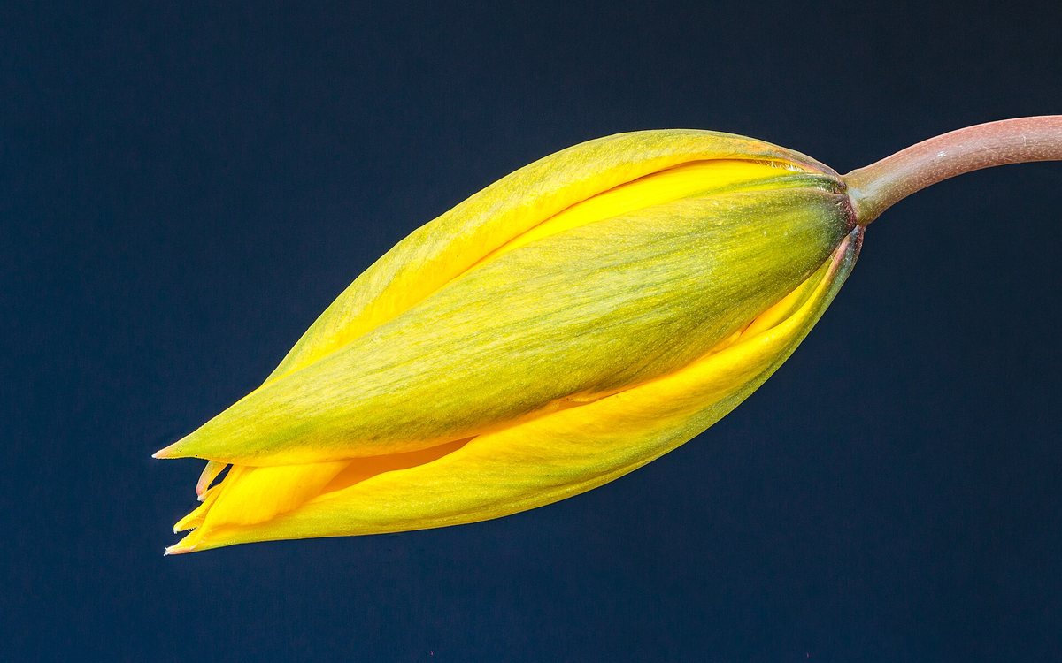 Bostulp (Tulipa sylvestris)